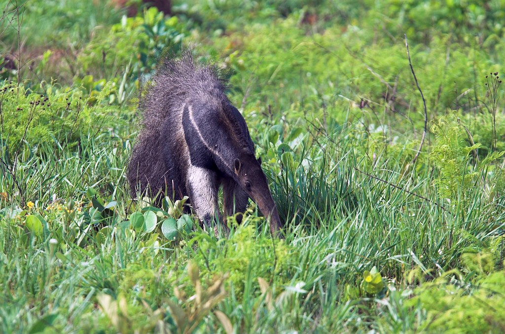 Great Anteater04-01.jpg - Giant Anteater (Myrmecophaga tridactyla), Emas N.P. Brazil 2005